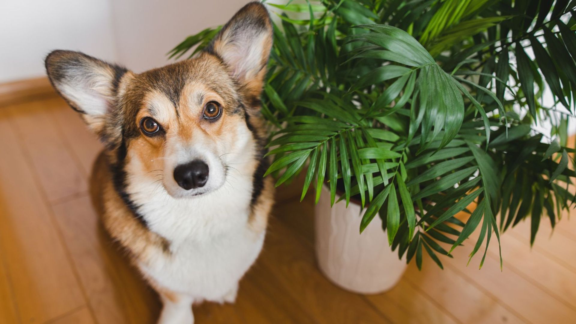 24 Pet-Friendly Plants To Create A Stunning Indoor Jungle