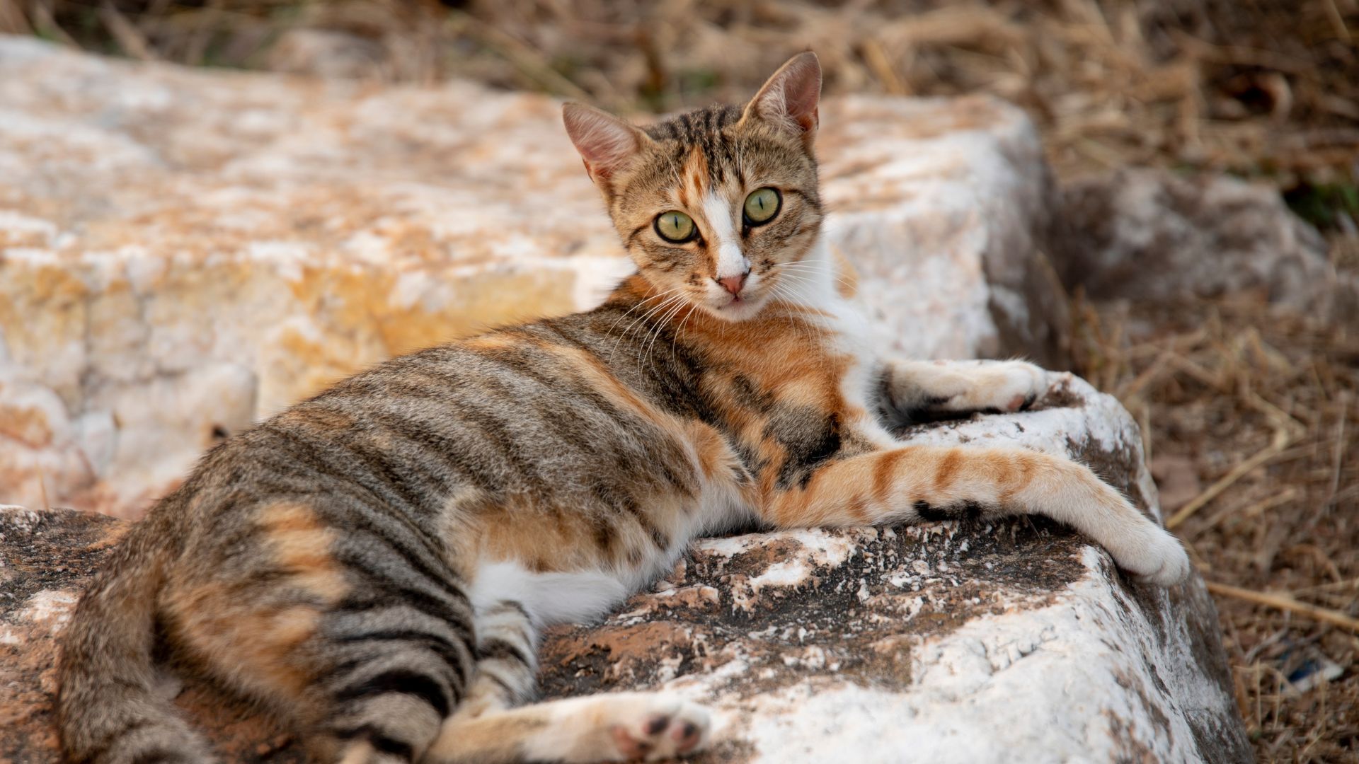 30 Rare Cat Breeds You Didn’t Know Exist