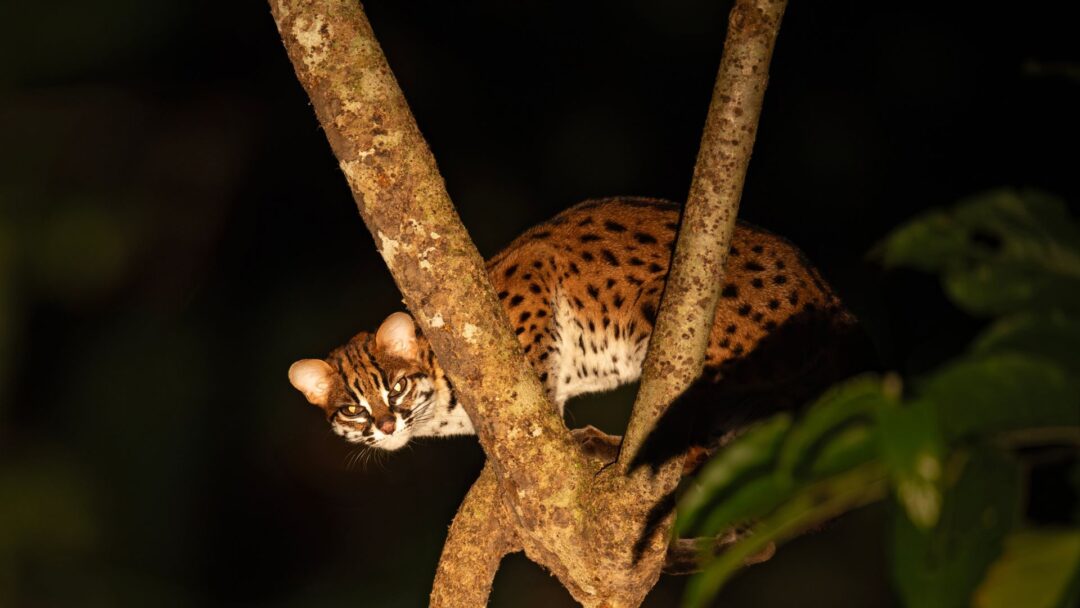 33 Fascinating Wild Cat Breeds