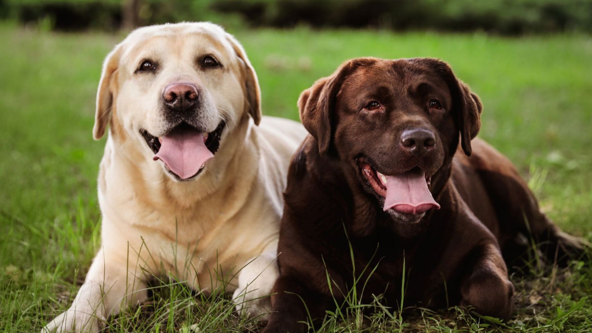 companions for labrador retriever