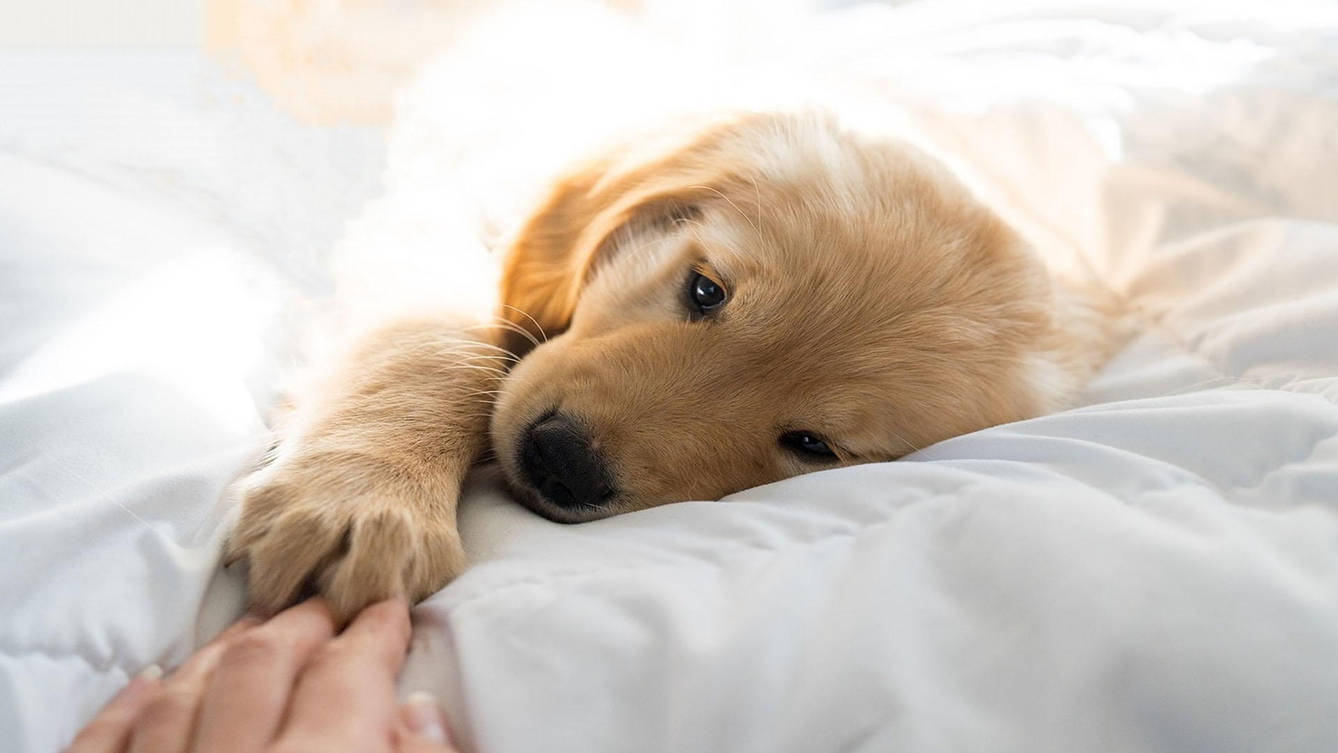 dog laying down