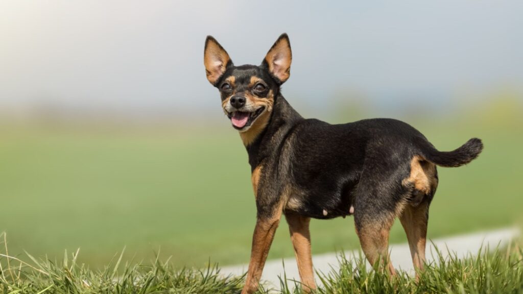 6 Dog Breeds That Look Just Like Cats