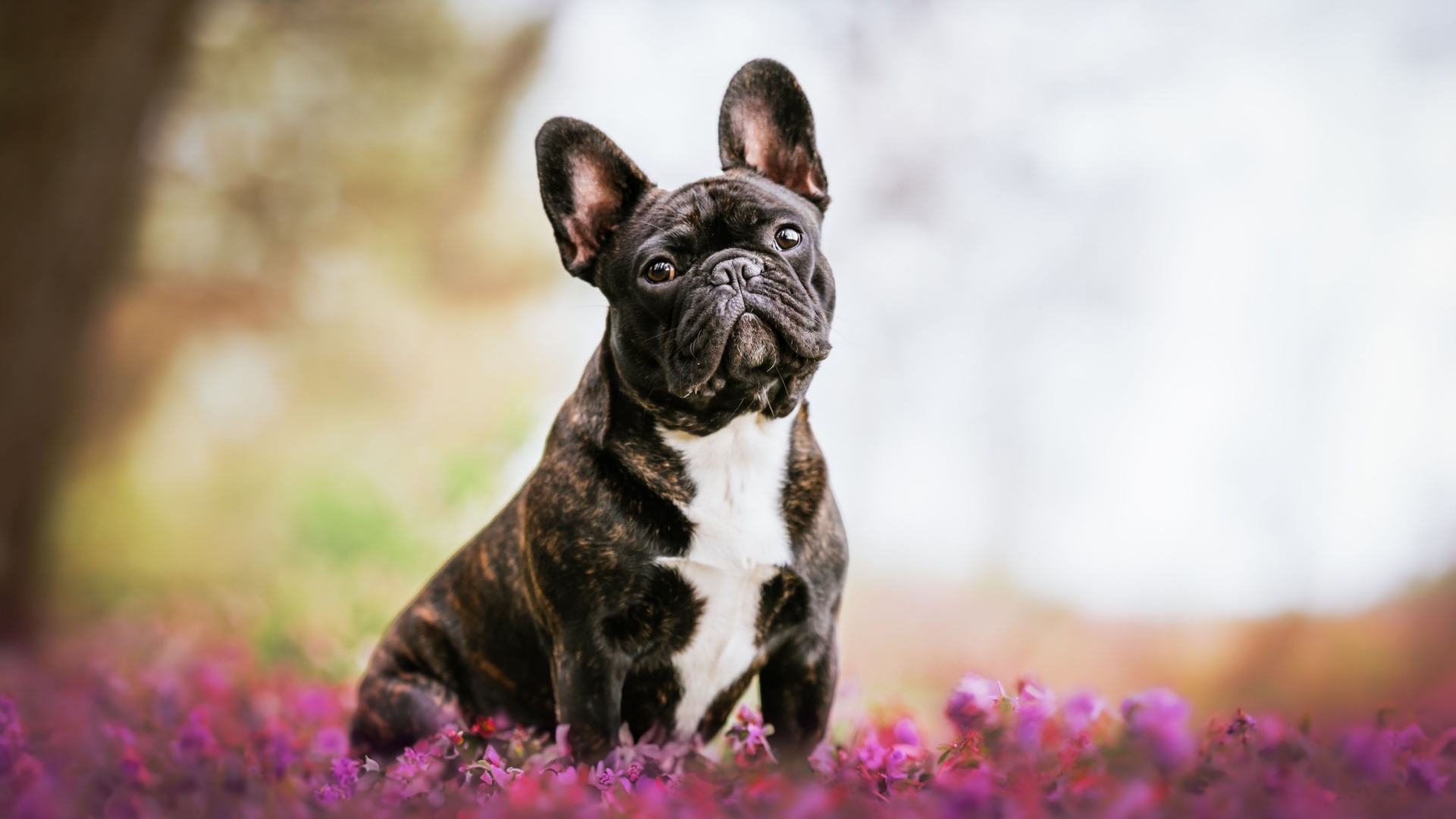 French Bulldog