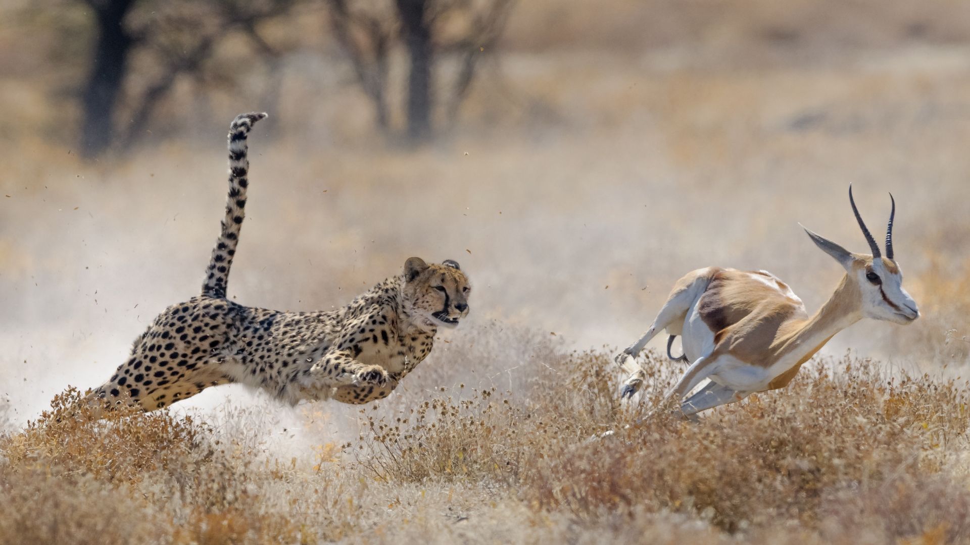 fastest animals