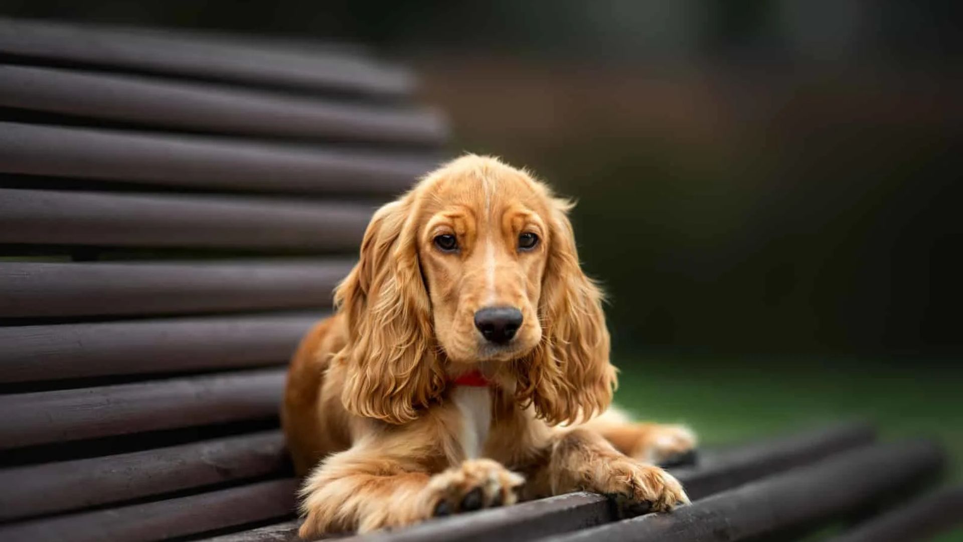 American vs english cocker spaniel