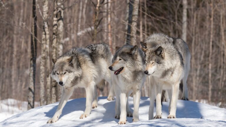 7 Animals That Even Wolves Fear (And Some Might Surprise You!)