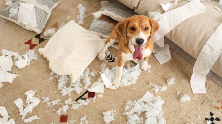 7 Dog Breeds Famous For Their Mischievous And Destructive Habits