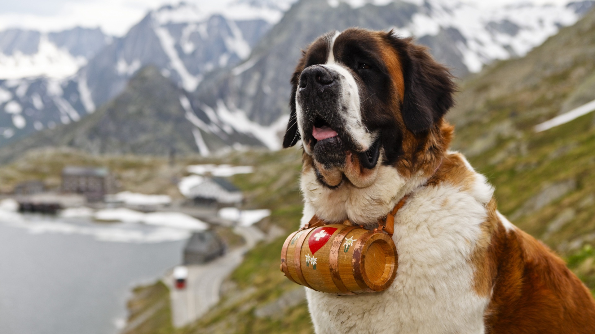 Saint Bernard