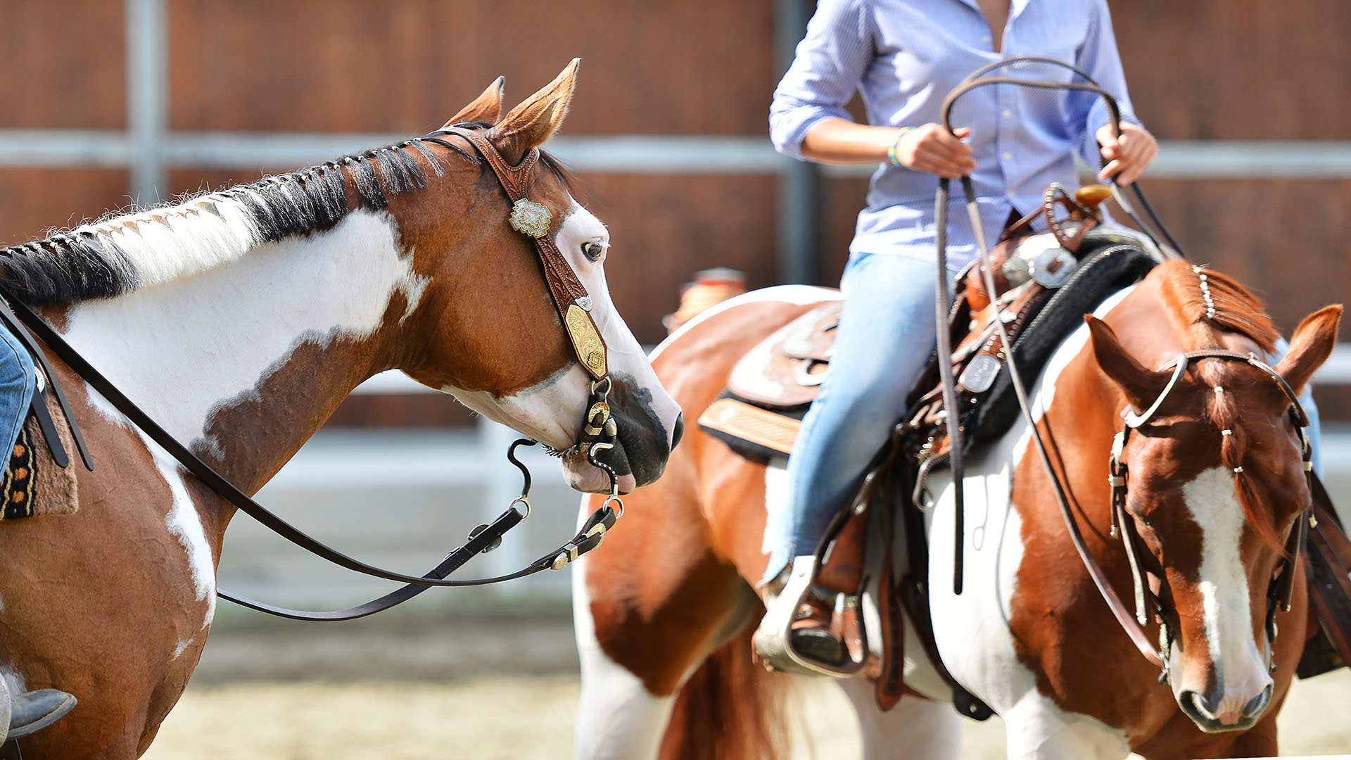 best horse breeds for riding