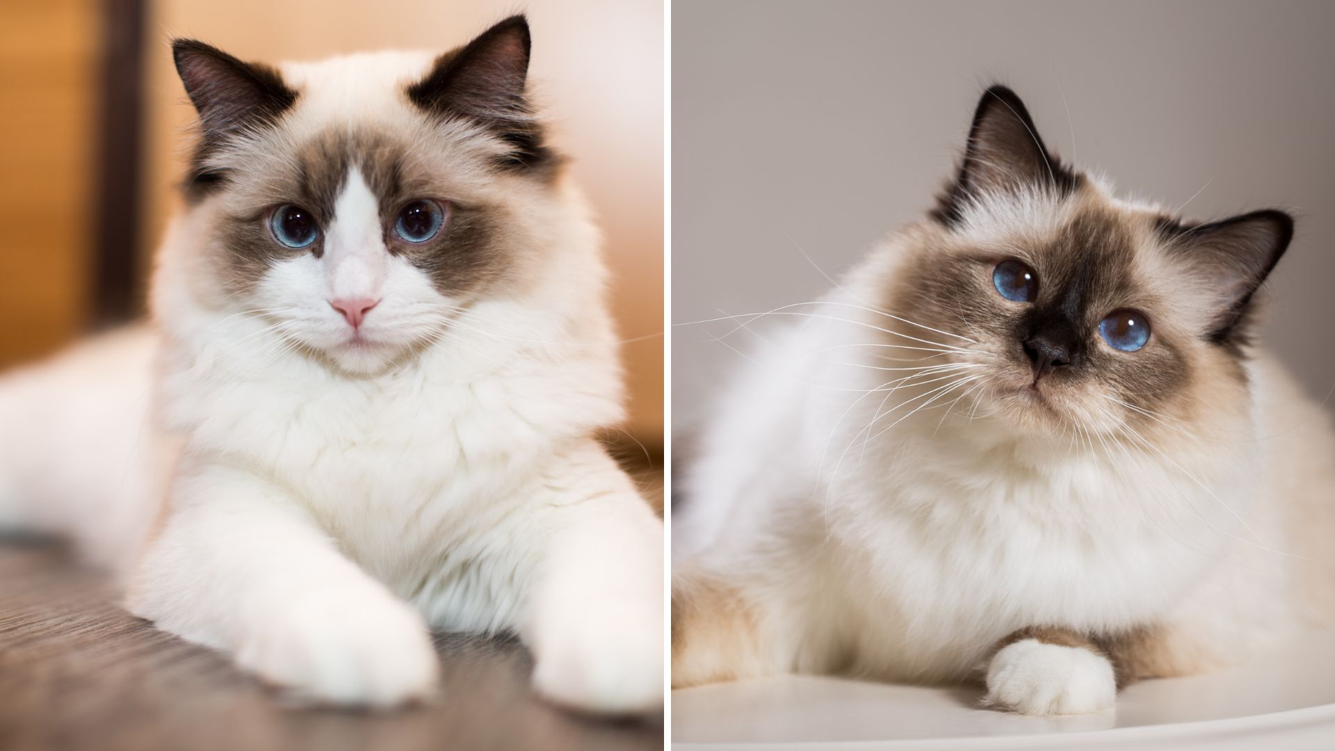 ragdoll vs birman cat breeds