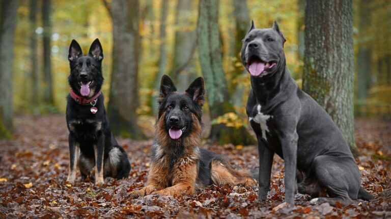 7 Key Differences Between German Shepherds And Pitbulls You Need To Know