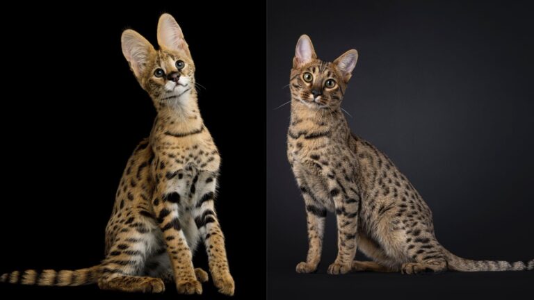 7 Major Differences Between Savannah Cats And Serval Cats You Want To Know