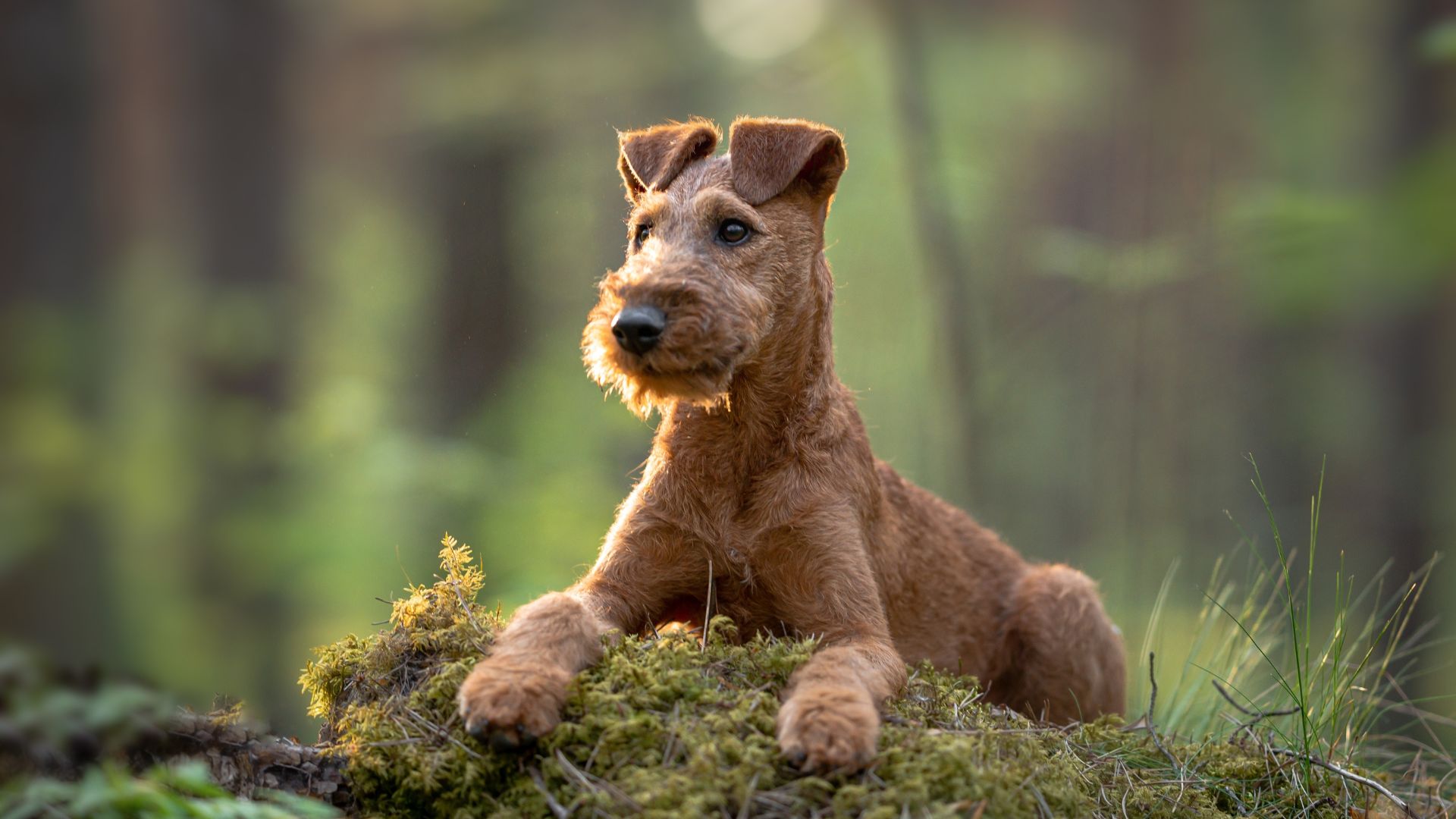 7 Medium-Sized Terrier Breeds That Will Steal Your Heart