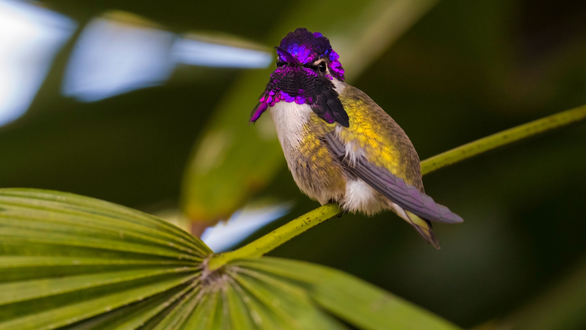 mesmerizing hummingbirds in united states