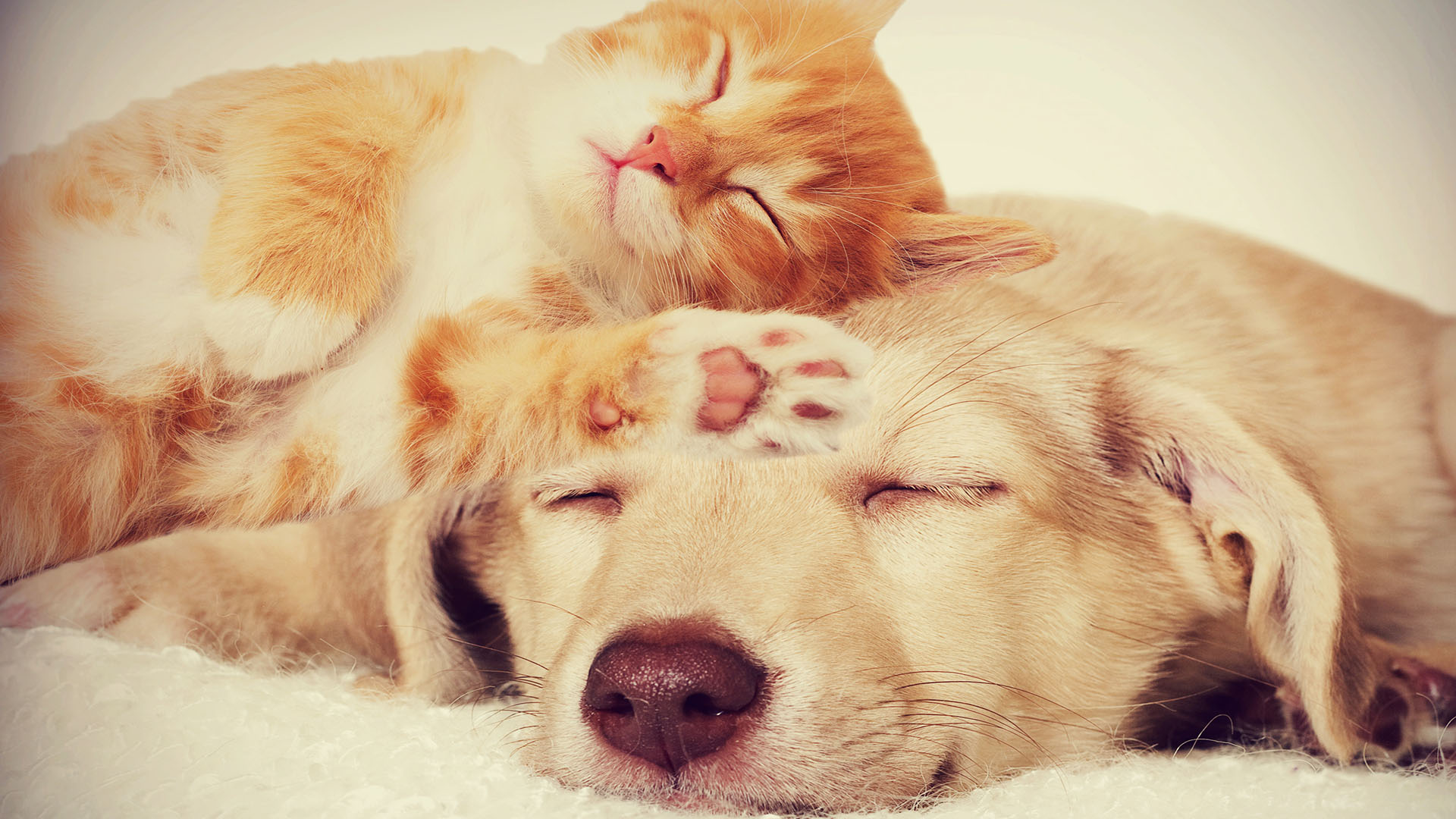 cat sleeping on dogs head