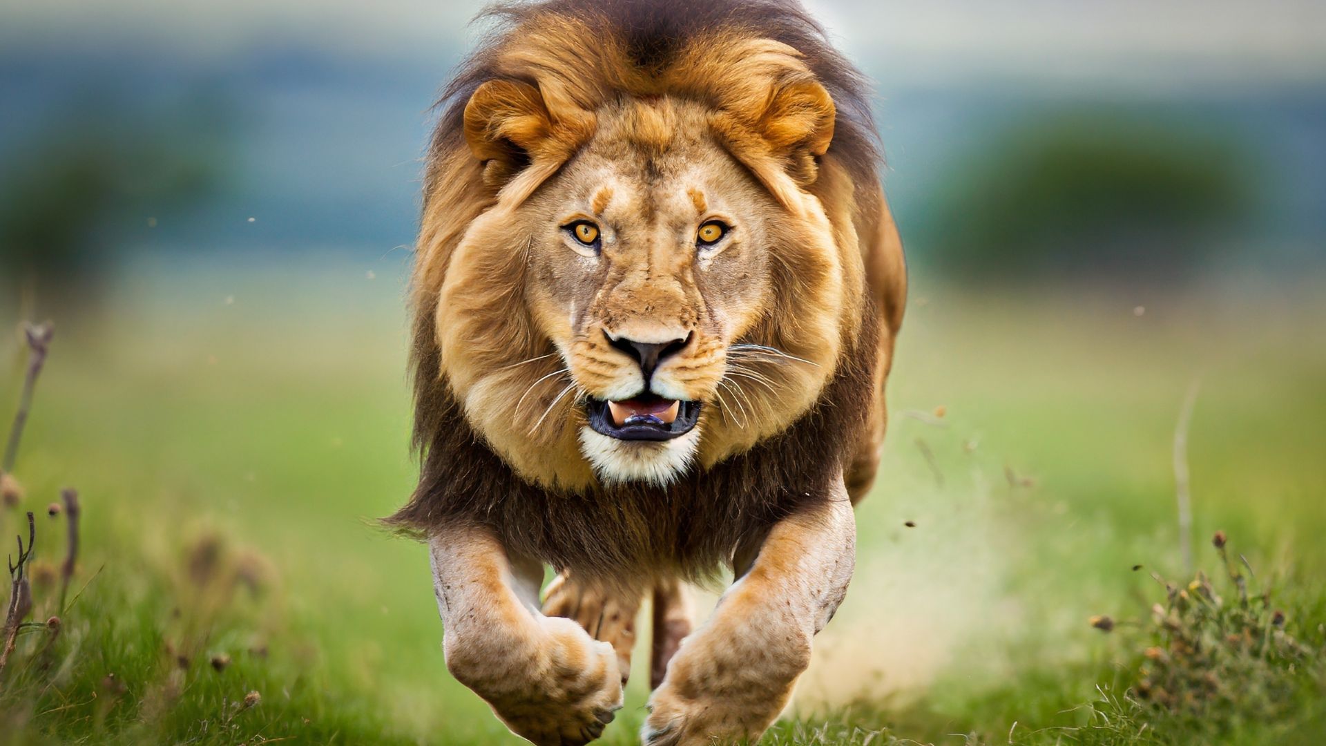 lion walking in nature