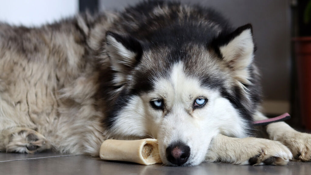 7 Worst Dog Breeds For First Time Owners