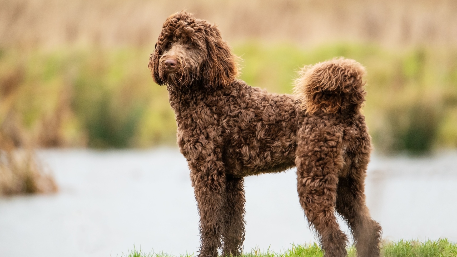 8 Bernedoodle Haircuts That Will Make Your Grooming Sessions Easier