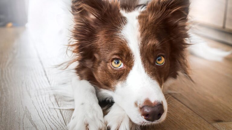 8 Dog Breeds With Eyes So Captivating You Can’t Look Away