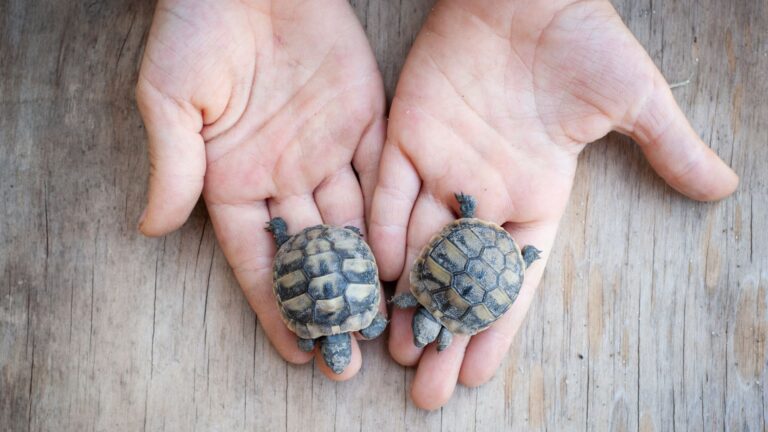 8 Incredibly Tiny Animals That Can Fit Right In The Palm Of Your Hand