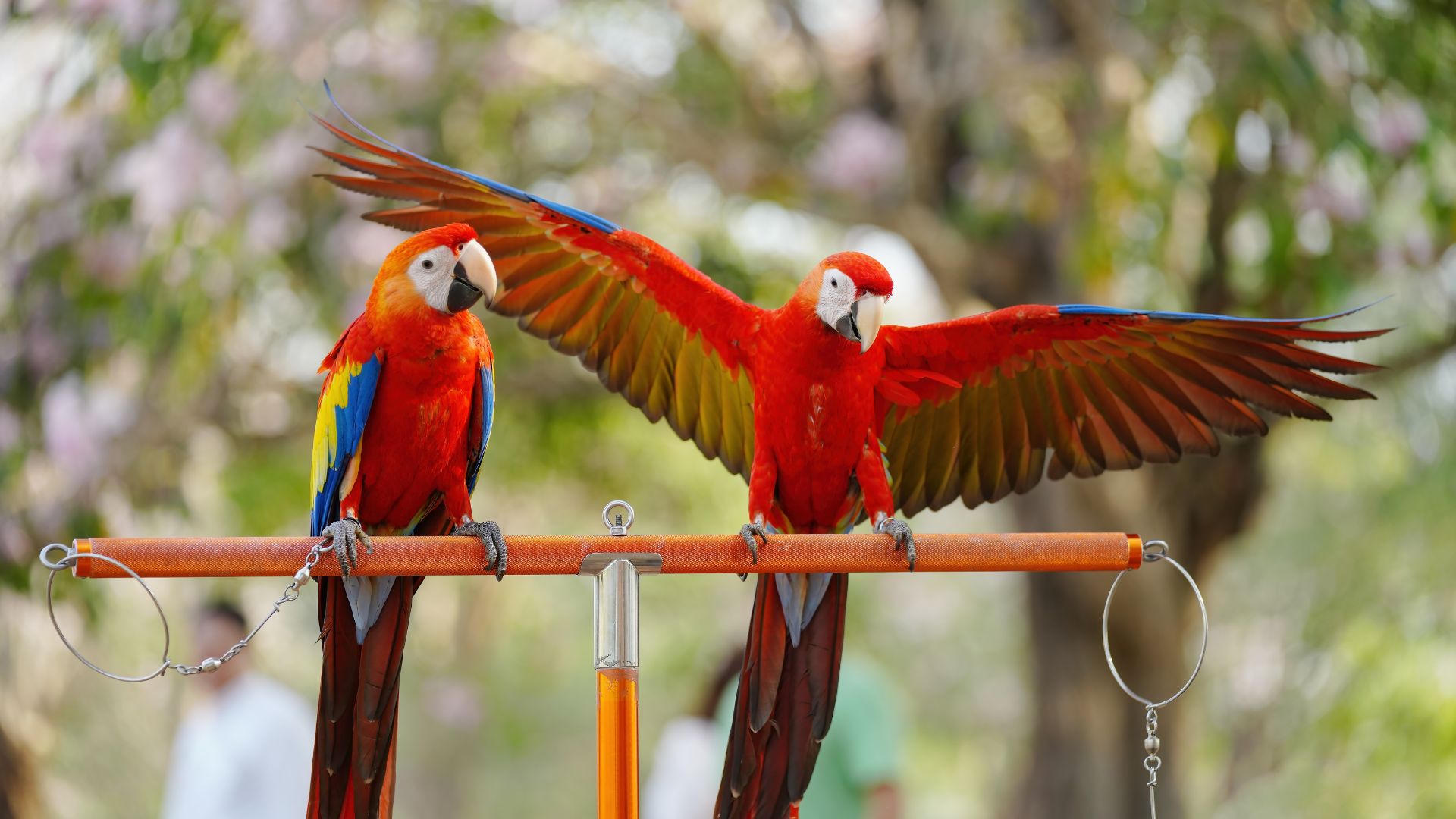 Scarlet Macaw