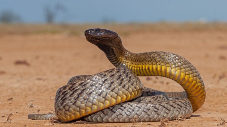 8 Most Terrifying Animals Guaranteed To Send Chills Down Your Spine
