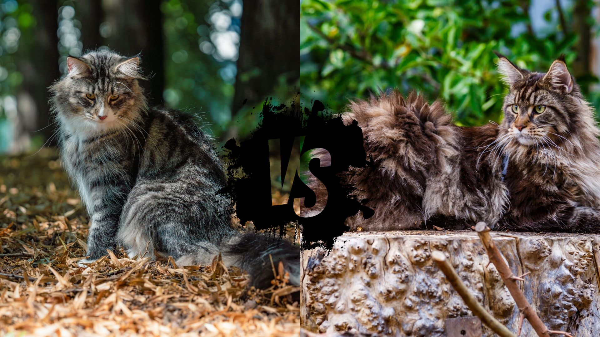 Norwegian Forest Cat Vs Maine Coon