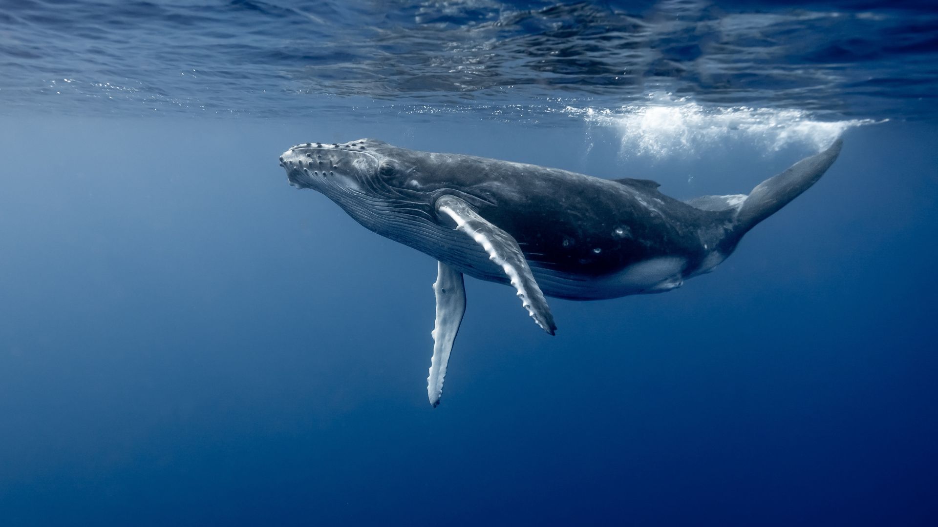 Humpback Whale