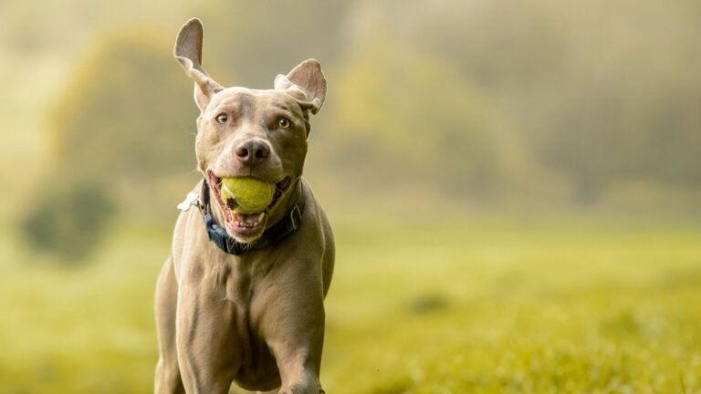 9 Dog Breeds First-Time Owners Should Avoid