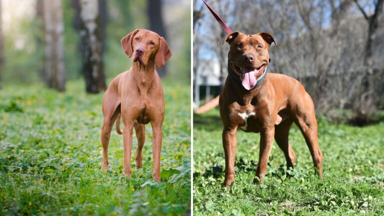 9 Interesting Facts About The Unique Vizsla Pitbull Mix