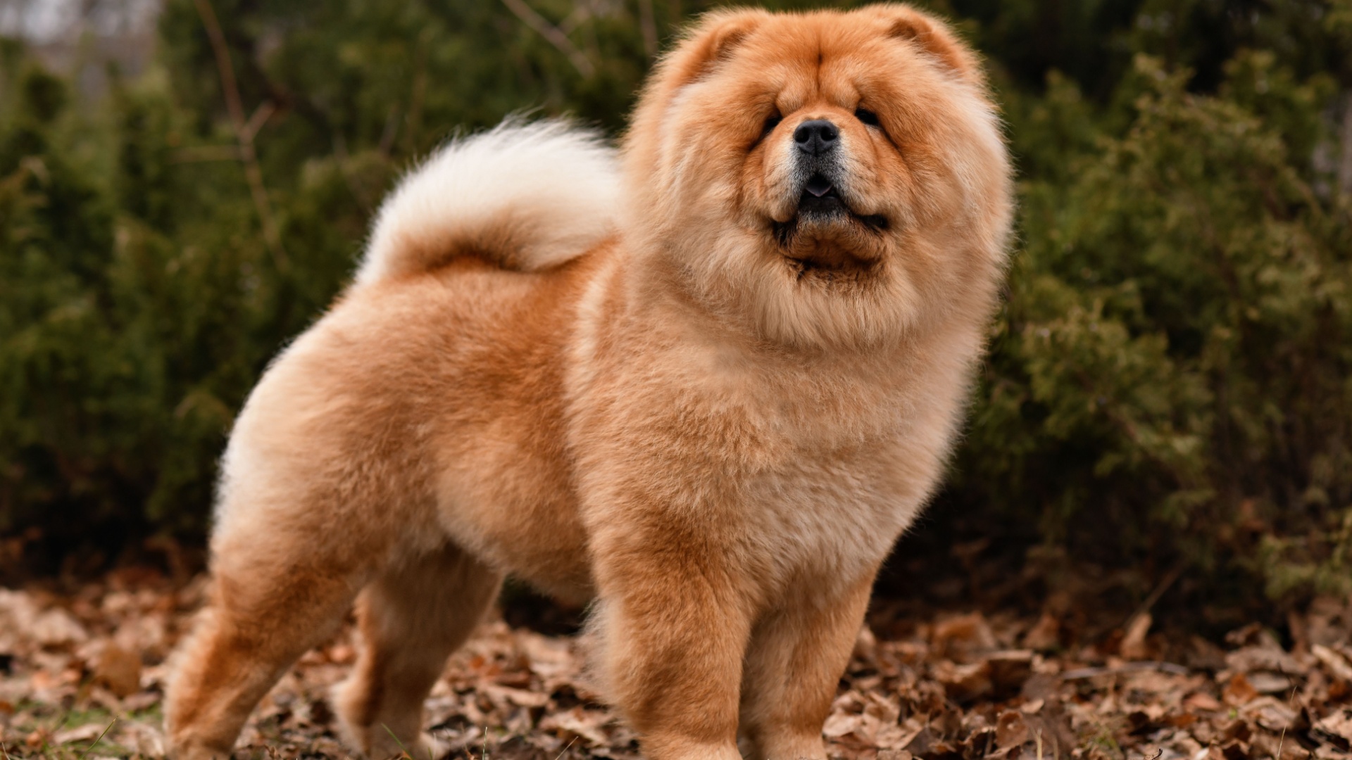 sweet chow chow