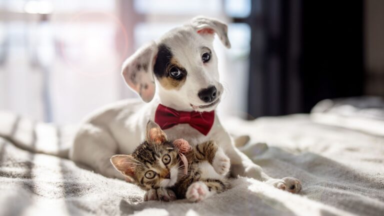9 Irresistibly Cute Baby Animals You’ll Want To Bring Home Right Away