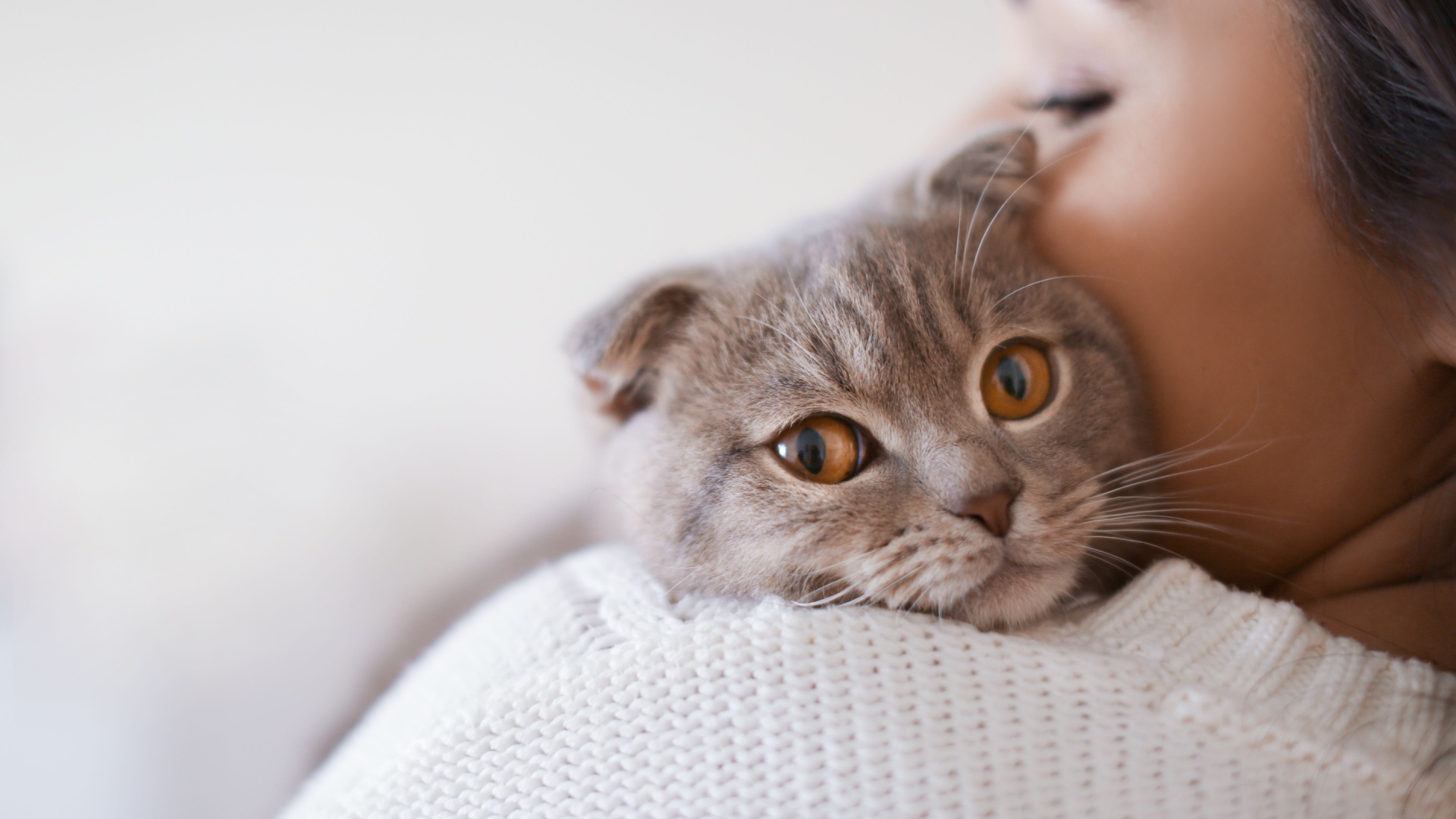 scottish fold