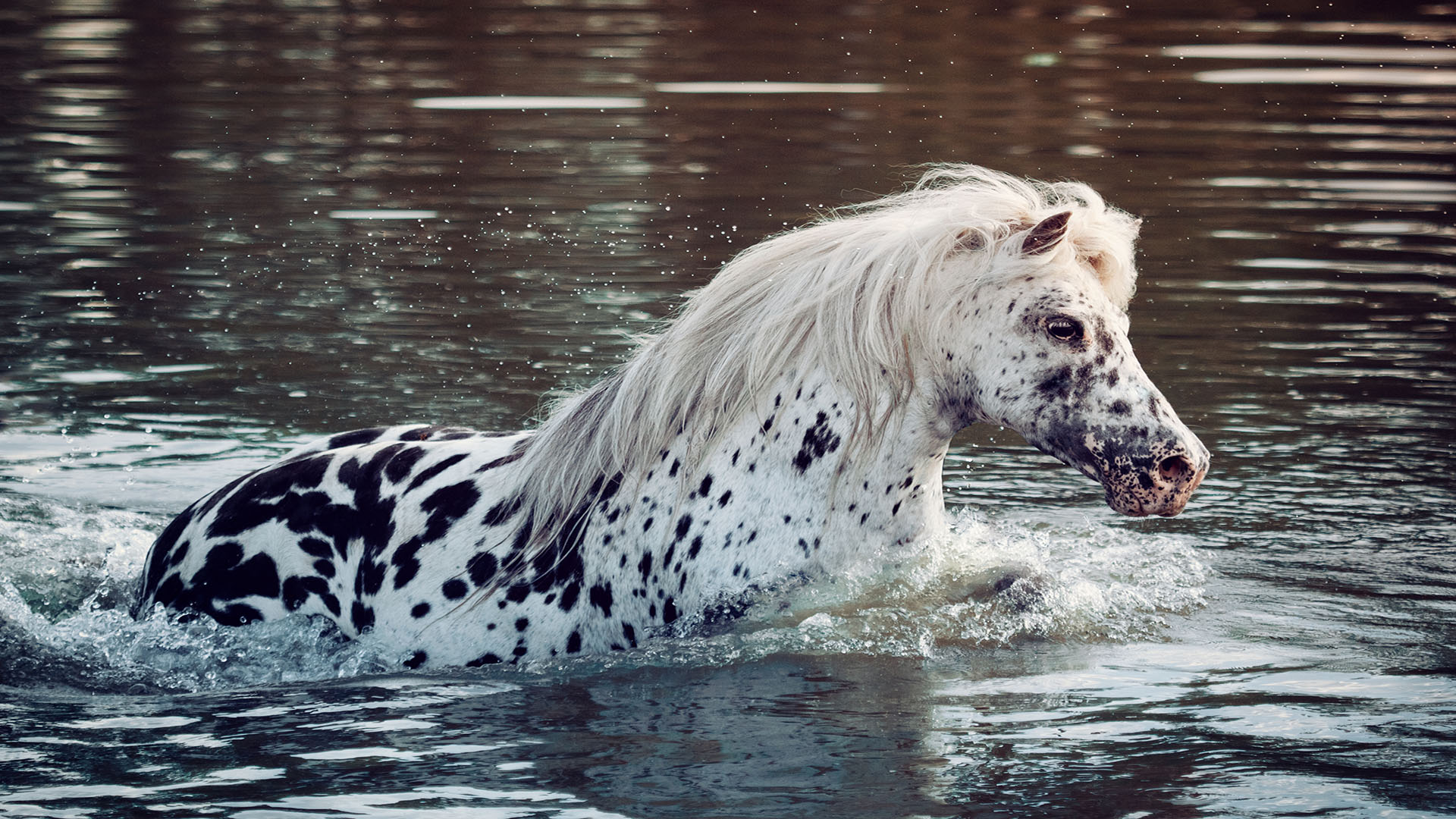 rare horse colors and coat patterns