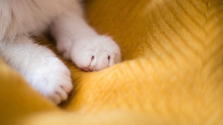 9 Reasons Cats Love To Make Biscuits (And What It Really Means)