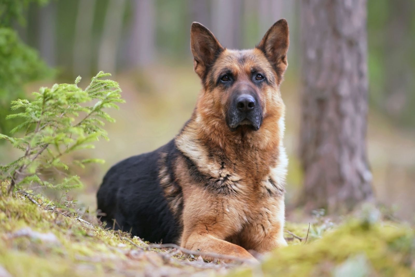 german shepherd in wood