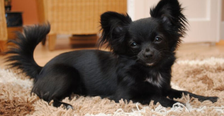 9 Unique Chihuahua Colors That Are Truly One Of A Kind