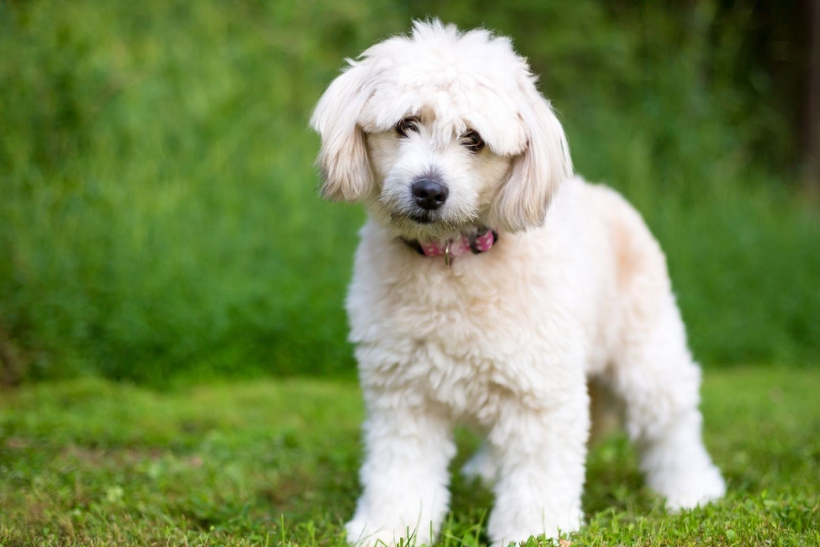 A cute Pomeranian x Poodle mixed breed dog