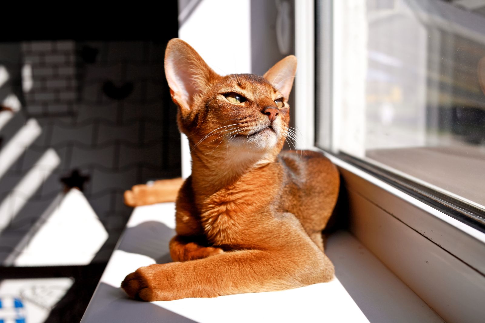 Abyssinian cat