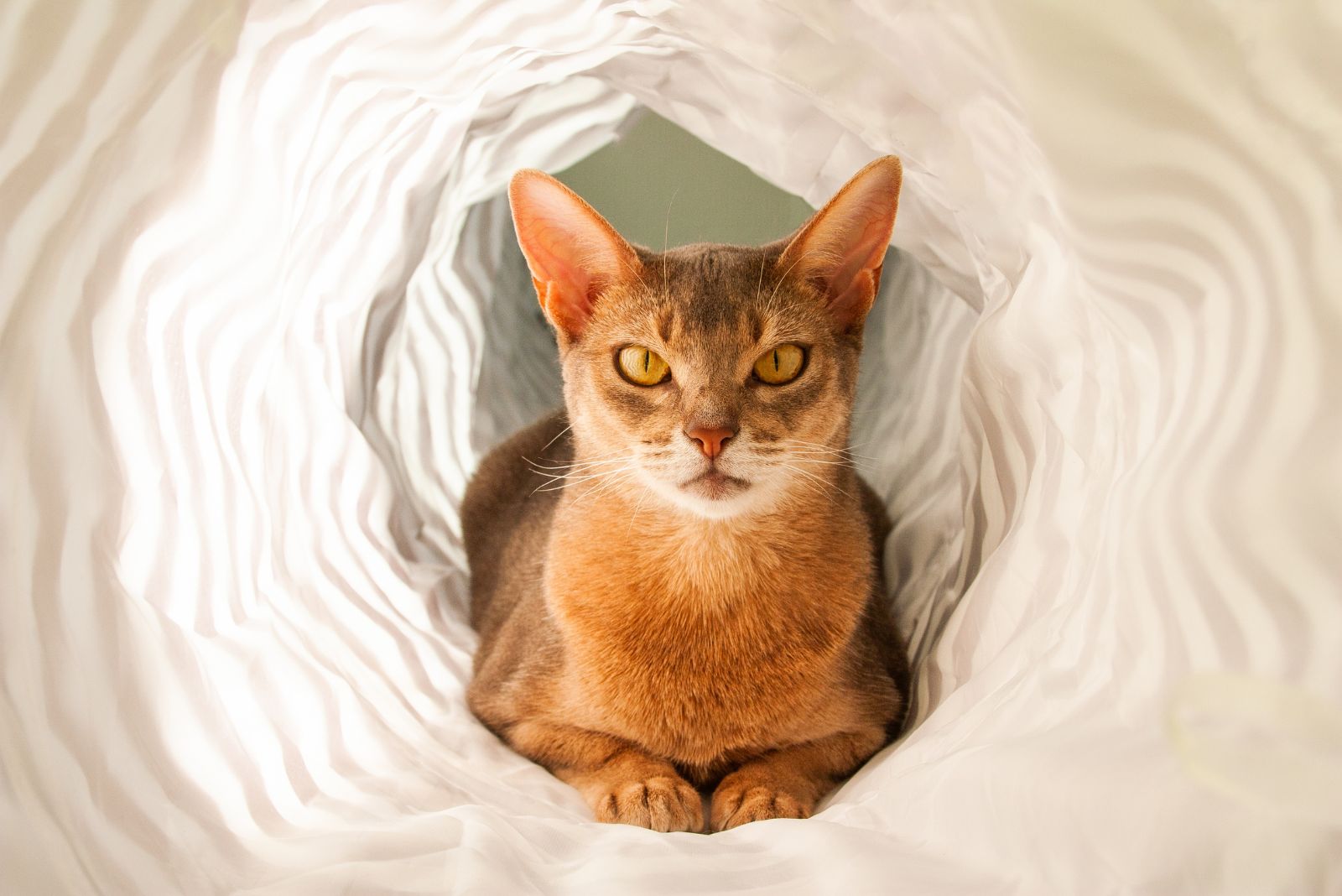 Abyssinian cat