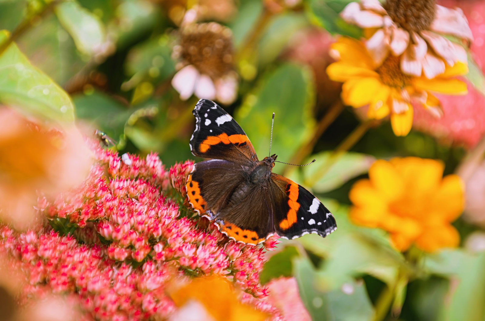 Admiral Butterfly