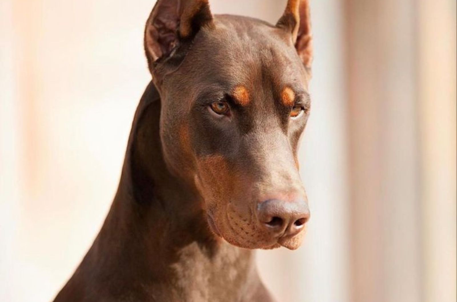 Adorable American Doberman Pinscher