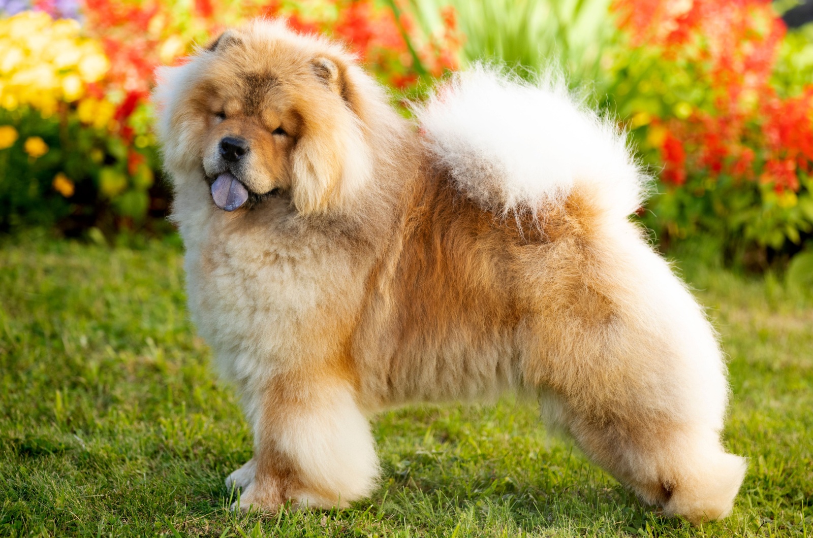 Adorable Chow Chow