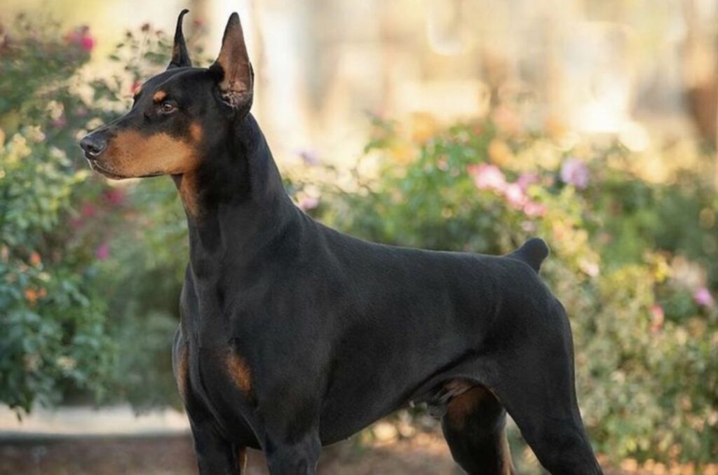 Adorable European Doberman