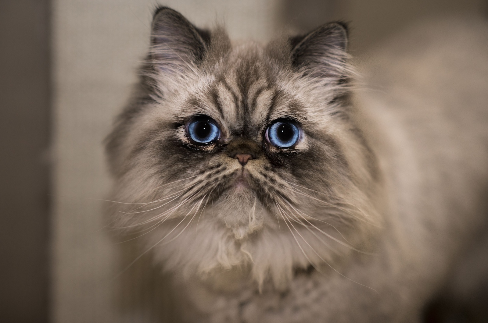 Adorable Himalayan Cat