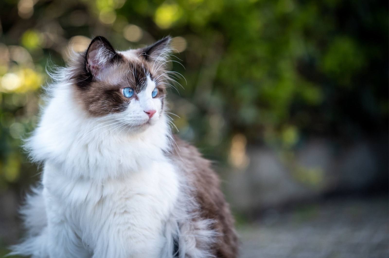 Adorable Ragdoll Cat