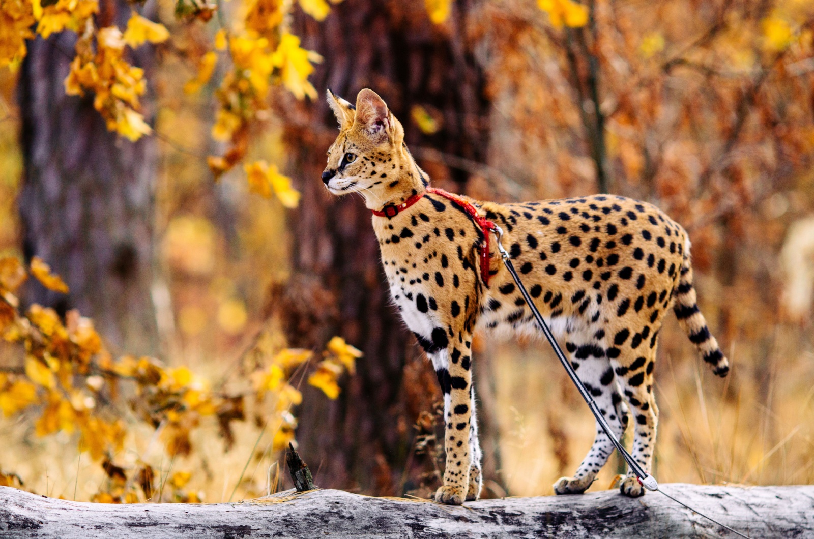 Adorable Serval Cat