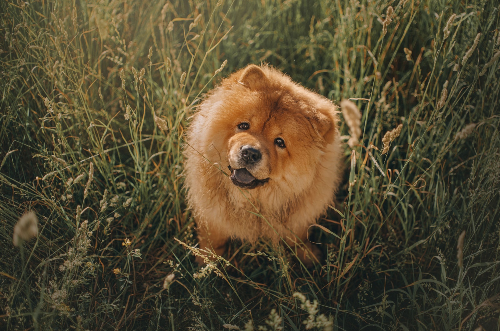 Adorable chow chow dog