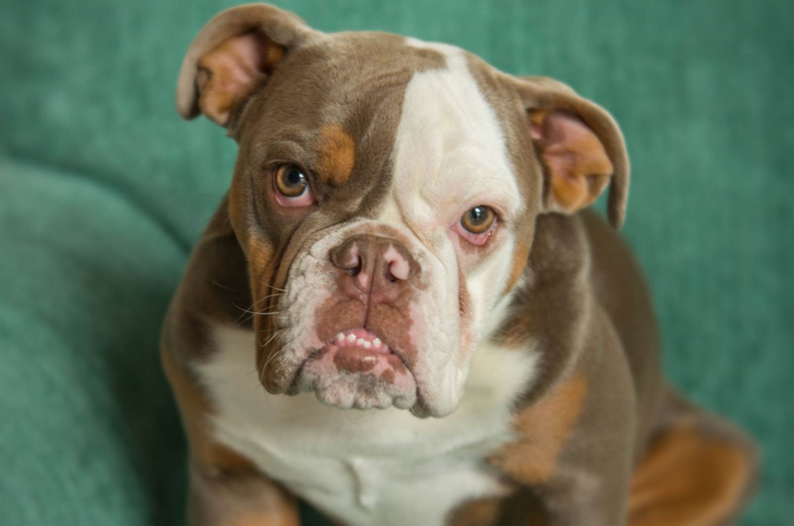 Adorable english bulldog