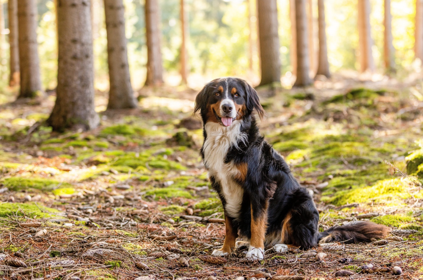 Adult Bernese mountain dog